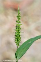 Setaria viridis