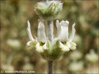 Sideritis leucantha
 ssp incana