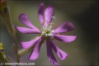 Silene colorata