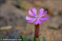 Silene littorea