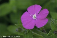 Silene pseudoatocion