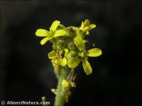 Sisymbrium officinale