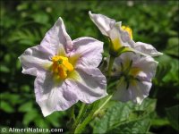 Solanum melongena