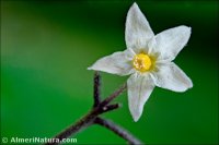 Solanum nigrum