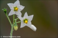 Solanum villosum