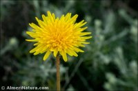 Sonchus bulbosus