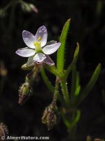 Spergularia marina