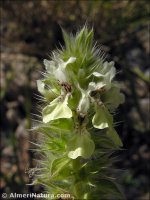 Stachys ocymastrum