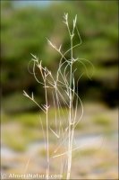 Stipa barbata