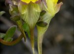 Linaria verticillata