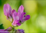 Astragalus longidentatus