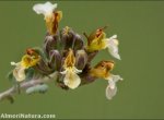 Teucrium freynii