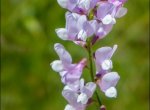 Vicia altissima