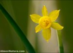 Narcissus gadorensis