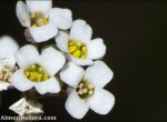 Hormahtophylla cadevalliana