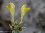 Scutellaria orientalis
 subsp. hispanica