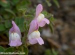 Antirrhinum hispanicum