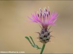 Centaurea gadorensis