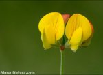 Lotus corniculatus
 subsp. glacialis