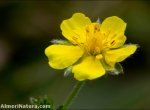 Potentilla nevadensis