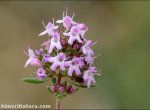 Thymus serpylloides