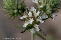 Teucrium x guemesii