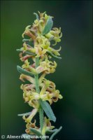 Thymelaea pubescens
 subsp. elliptica