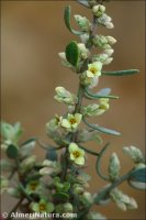Thymelaea tartonraira subsp. valentina