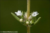 Thymus zygis
 subsp. gracilis