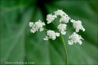Torilis helvetica