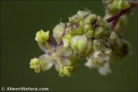 Urtica pilulifera