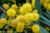 Vachellia retinoides