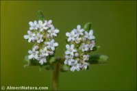 Valerianella discoidea