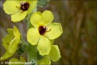 Verbascum charidemi