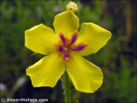 Verbascum rotundifolium
 subsp. haenseleri