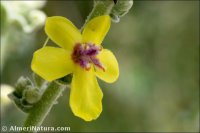 Verbascum x hybridum