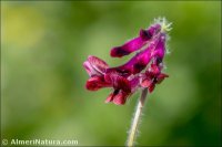 Vicia benghalensis