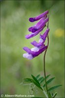 Vicia dasycarpa