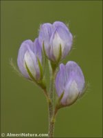 Vicia lentoides