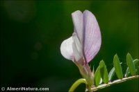 Vicia lutea