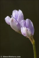 Vicia pubescens