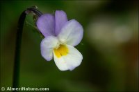 Viola arvensis