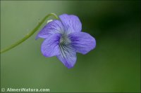 Viola riviniana