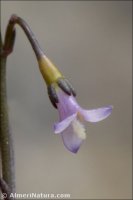 Wahlenbergia lobelioides
 ssp nutabunda