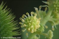 Xanthium orientale
 subsp. italicum