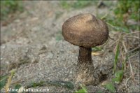 Agaricus aridicola