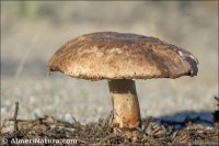 Agaricus cupressicola