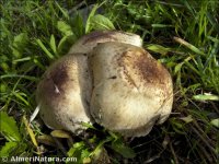 Agaricus porphyrocephalus