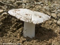 Amanita lactea