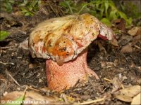 Boletus rhodoxanthus